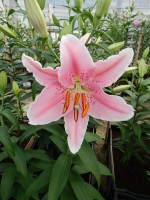 [4315 Pink Saffire GA No02.JPG]